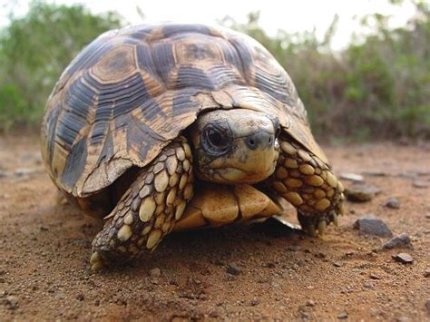 Dangerous of Wild Animals: Leopard Tortoise