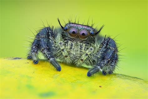 Meet the Jumping Spider, the World’s Most Adorable Arachnid | Discover ...