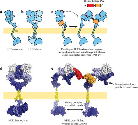 Figure 3 from Designed Ankyrin Repeat Proteins ( DARPins ) : Binding Proteins for Research ...