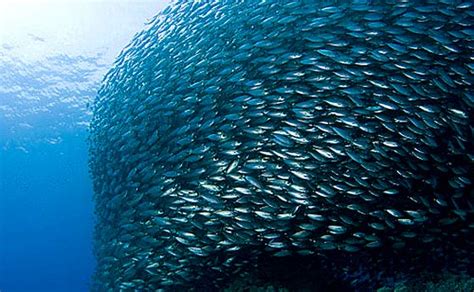 Slowly but surely Scientists are learning the Secrets of how Animals in Flocks or Schools ...