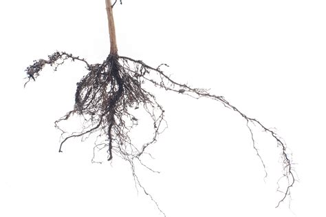 Free Stock image of Fibrous root system on a plant | ScienceStockPhotos.com
