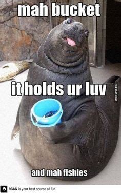 11 Bucket Walrus ideas | walrus, cute animals, funny animals