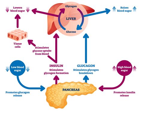 The Pancreas and Insulin Controlling Blood Glucose - Shalom Education