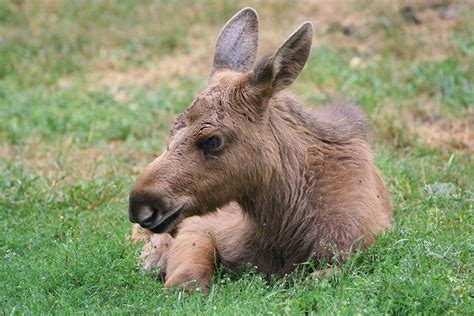 Facts about moose, the largest deer - Love The Critters