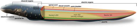 [DIAGRAM] Moray Eel Diagram - MYDIAGRAM.ONLINE