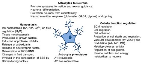 Astrocytes Function