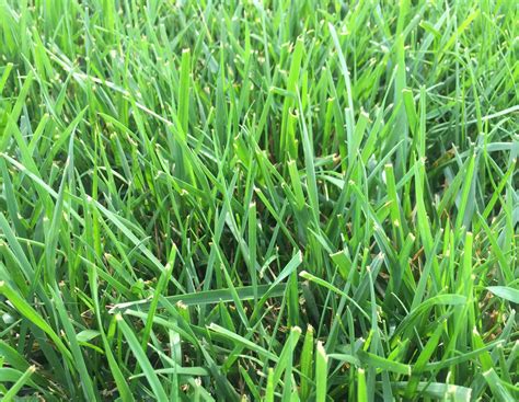 tall-fescue – Debucks Sod Farm Michigan