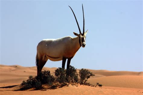 National Animal Of UAE | Arabian Oryx is The National Animal