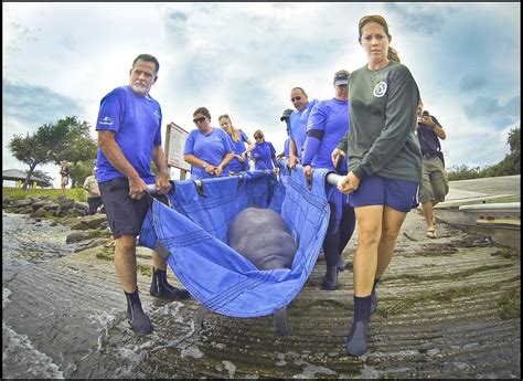 SeaWorld Orlando Returns Five Endangered Animals Following ...