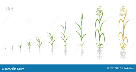 Labelled Diagram Of Oat Plant