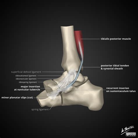 James Dyson arrojar polvo en los ojos neutral tendon tibial posterior anatomia Doblez Glorioso ...