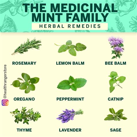 The medicinal mint family | Herbal remedies, Herbalism, Remedies