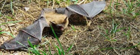 BAT CONSERVATION OF THE EASTERN TOWNSHIPS – Fondation Massawippi Foundation