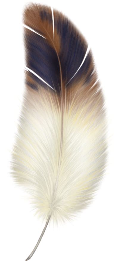 Feather, Feathers PNG Clipart Transparent Download - Free Transparent PNG Logos