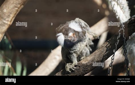 Common Marmoset at its habitat Stock Photo - Alamy