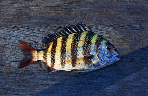 Sheepshead Fish Photograph by Laura Fasulo