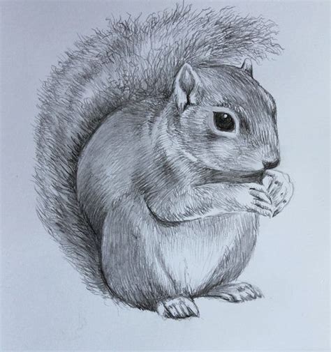 Cute Squirrel Drawing Original Hand Drawn Pencil Artwork Pencil Animal Lover Animal Artist Fine ...