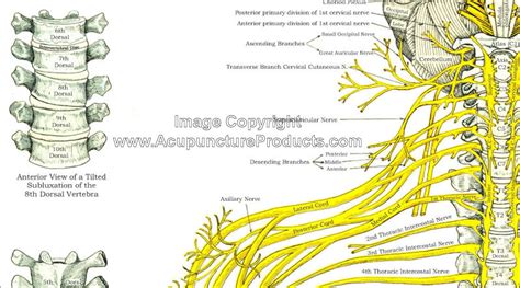 Cervical spine nerves impingement x ray - sereproof