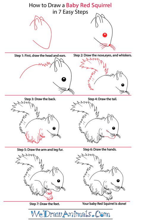 How to Draw a Baby Red Squirrel