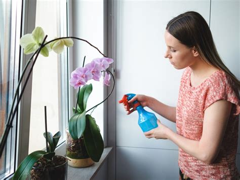 Watering Orchid Plants - Learn How And When To Water An Orchid ...