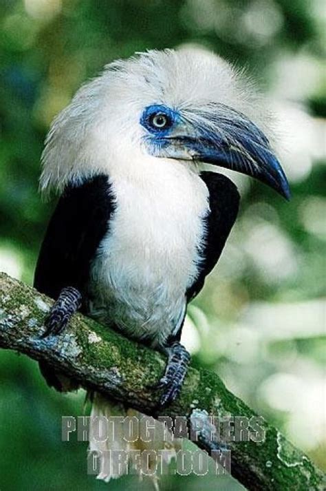 The White-Crowned Hornbill is a large hornbill (33-40" long; 3 pounds) found in the Malay ...