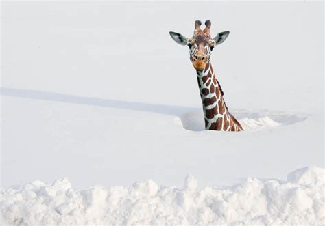 24 Photos of Truly Adorable Animals in Snow | FREEYORK