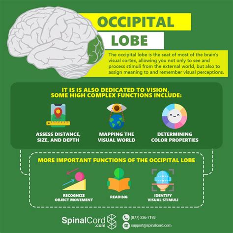 Where Is The Occipital Lobe Located And What Is Its Function - slideshare