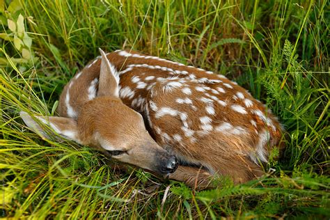 "Sleeping Fawn" by Stocksy Contributor "Paul Tessier" - Stocksy