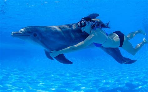 Dolphin Premium Swim | Cabo Adventures | Dolphins, Swimming, Swimming ...