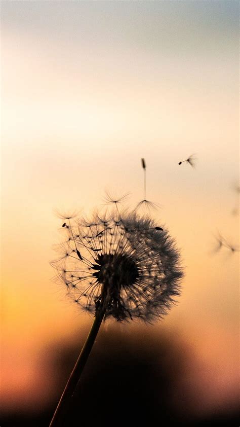 Dandelion. Dandelion , iphone quotes background, Pretty , Dandelion ...