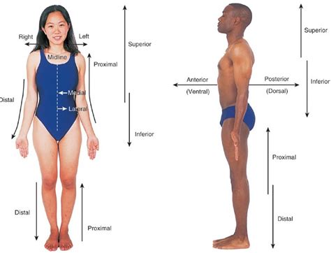 Labeled Anatomical Position Diagram