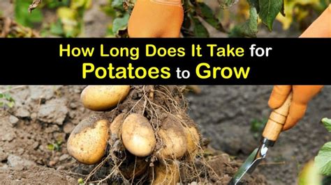 Potato Growing Times - Quick Guide to Potatoes from Start to Finish