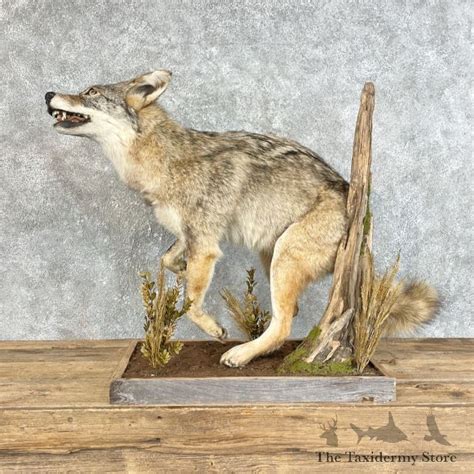 Coyote Life-Size Mount For Sale #25820 - The Taxidermy Store