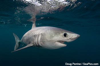 Canadian Wildlife Federation: Porbeagle Shark