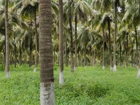 COCONUT FARM - Kerala Real Estate