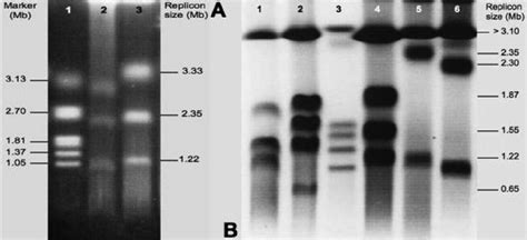 PFGE analysis of undigested whole-genome DNA. (A) Results obtained... | Download Scientific Diagram