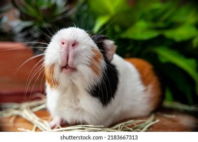 533 Guinea Pig Eating Hay Images, Stock Photos & Vectors | Shutterstock