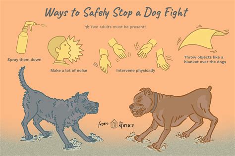 Reasons Why Dogs Fight and How to Safely Stop It