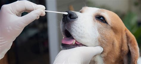 What dog guardians need to know about canine influenza - Richmond SPCA