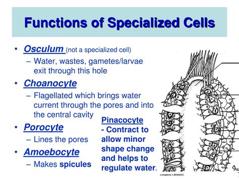 PPT - Phylum Porifera PowerPoint Presentation, free download - ID:761687