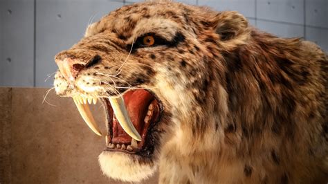 Beloved Saber-Toothed Cat At The Denver Museum Of Nature, 59% OFF