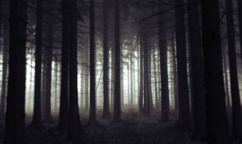 scary-woods-at-night-scary-woods-photo-dark-woods-mysterious - Southeast Steuben County Library