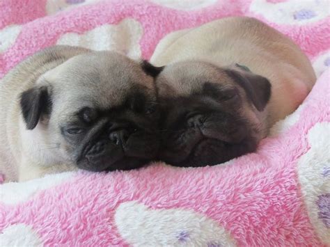 Pugs Will Sleep Anywhere! | Mopshond, Hondjes