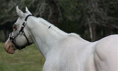 DKJ Unspoken Promise, 15.2hh Few Spot Appaloosa Stallion. Standing at Liberty Hill Ranch in ...