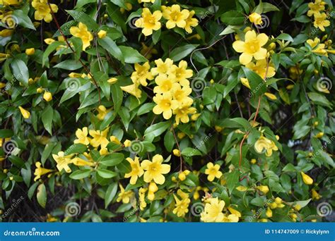 Yellow Jasmine in East Texas. Stock Image - Image of stilllife, flowers ...