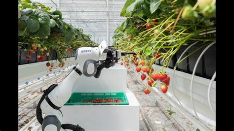 Strawberry Harvesting Robot - Introducing BERRY - YouTube