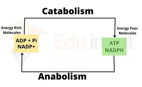 Metabolism - Categories, Stages and Examples