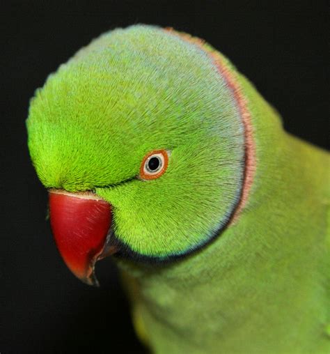 Ring-Necked Parakeets: Indian vs. African Comparison - Everything Birds ...