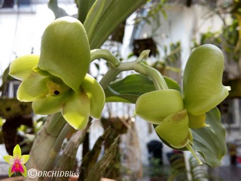 ORCHIDBliss: Catasetum fimbriatum (female)