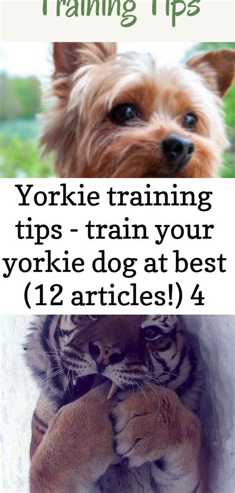 Yorkie training tips - train your yorkie dog at best (12 articles!) 4 | Yorkie dogs, Yorkie ...